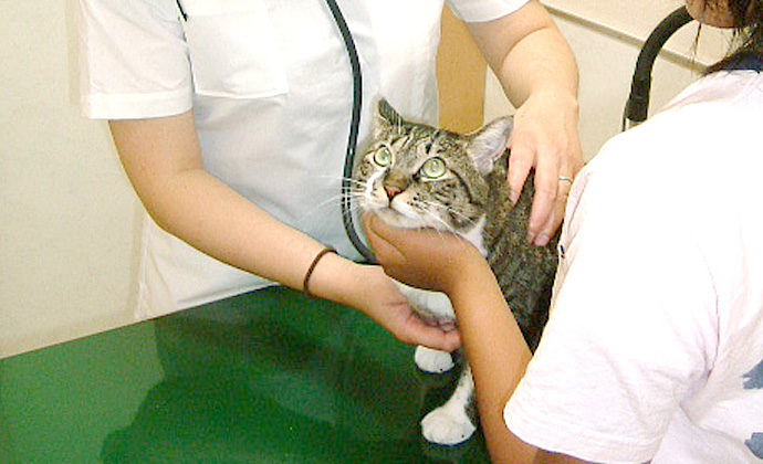 猫の予防・不妊手術